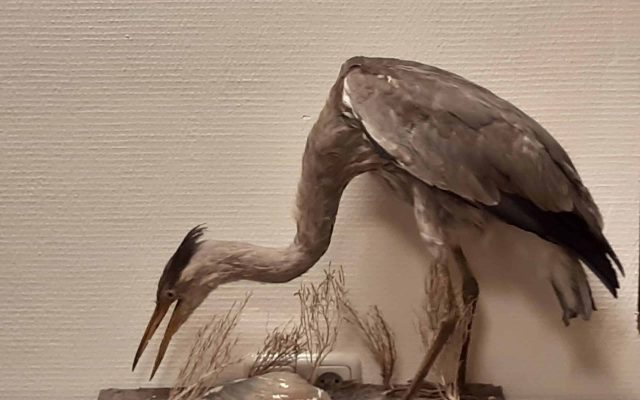 Blauwe reiger bruikleen Natuurmuseum Bennebroek