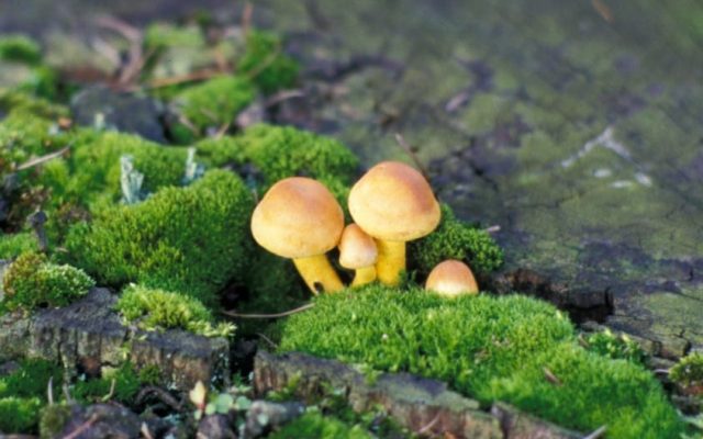 Gewone zwavelkop